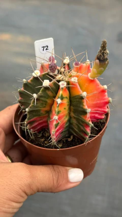 Gymnocalycium pote 9 #72 - comprar online