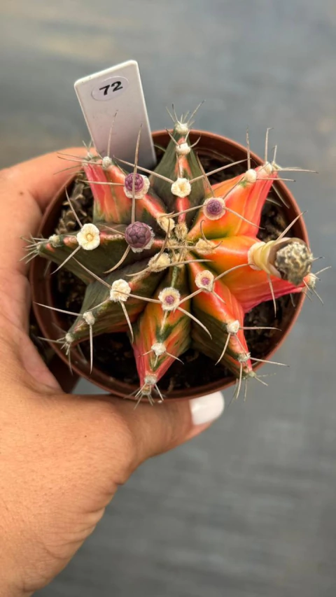 Gymnocalycium pote 9 #72