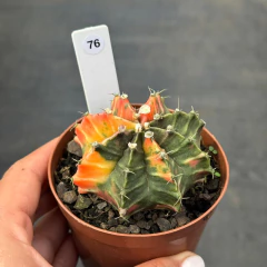 Gymnocalycium pote 9 #76 - comprar online