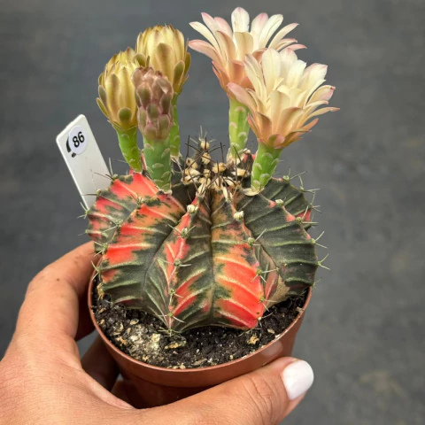 Gymnocalycium pote 9 #86