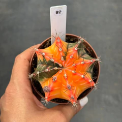 Gymnocalycium pote 9 #92 - comprar online