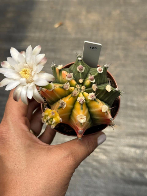 Gymnocalycium pote 9 #125