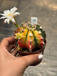 Gymnocalycium pote 9 #125 - comprar online
