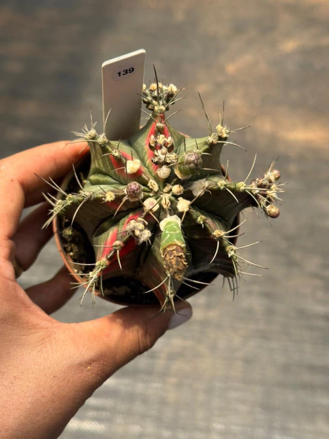 Gymnocalycium pote 9 #139