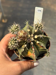 Gymnocalycium pote 9 #174 - comprar online