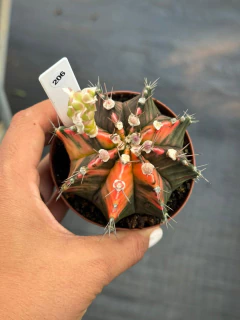 Gymnocalycium pote 9 #206 - comprar online