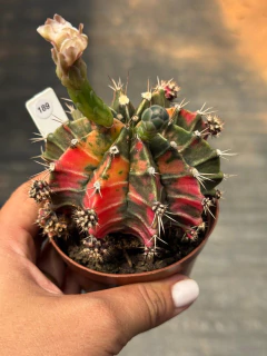 Gymnocalycium pote 9 #189 - comprar online