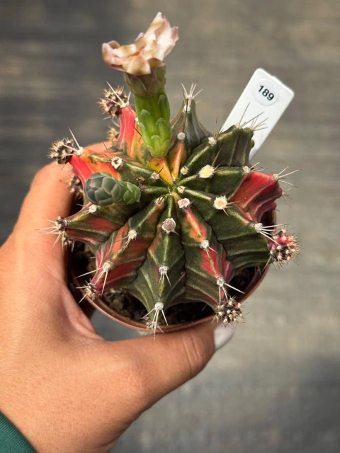 Gymnocalycium pote 9 #189