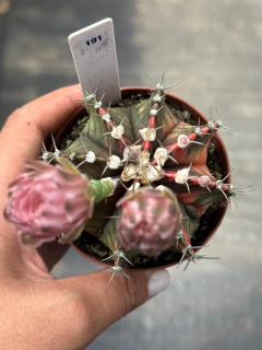 Gymnocalycium pote 9 #191 na internet