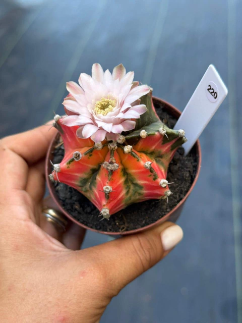 Gymnocalycium pote 9 #220