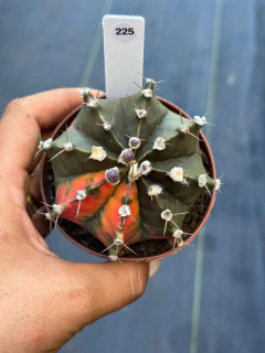 Gymnocalycium pote 9 #225 - comprar online