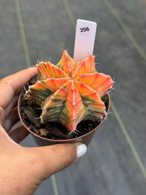 Gymnocalycium pote 9 #256