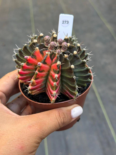 Gymnocalycium pote 9 #273