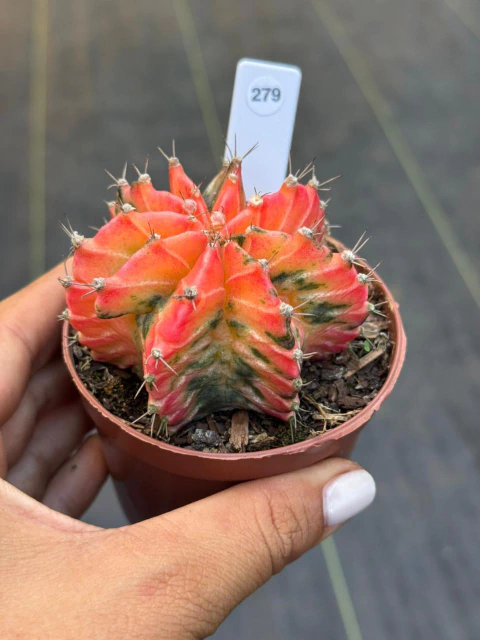 Gymnocalycium pote 9 #279