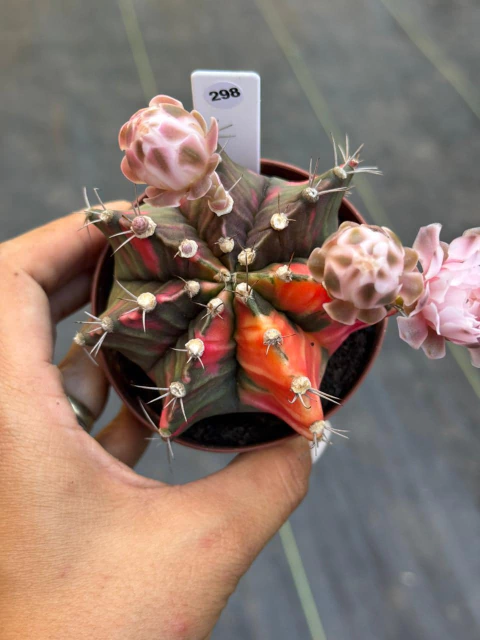 Gymnocalycium pote 9 #298