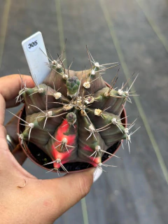 Gymnocalycium pote 9 #305 - comprar online