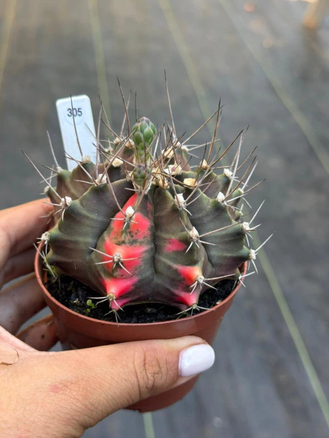 Gymnocalycium pote 9 #305