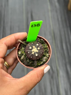 Astrophytum Asteria Purple #138 - comprar online