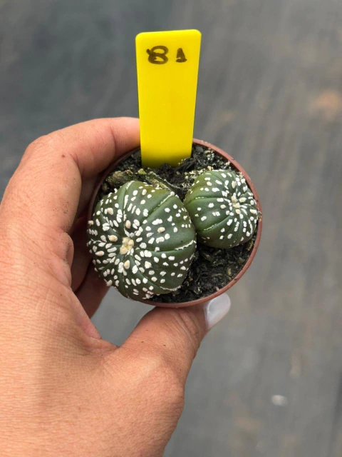 Astrophytum asteria pote 6 #81