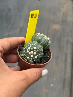 Astrophytum asteria pote 6 #82 - comprar online