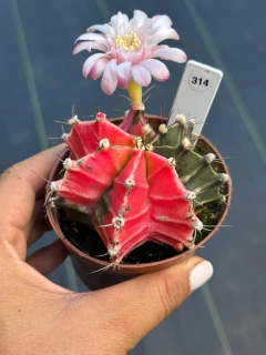 Gymnocalycium pote 9 #314 - comprar online