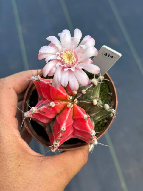 Gymnocalycium pote 9 #314