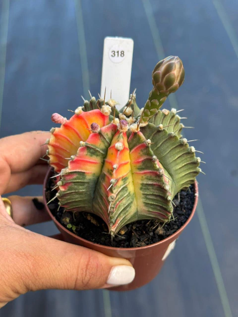 Gymnocalycium pote 9 #318