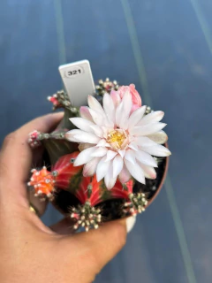 Gymnocalycium pote 9 #321 - comprar online