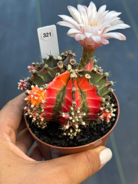 Gymnocalycium pote 9 #321