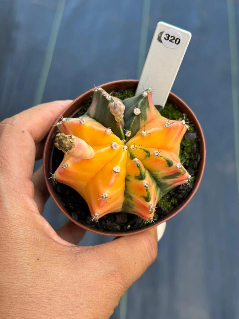 Gymnocalycium pote 9 #320 - comprar online