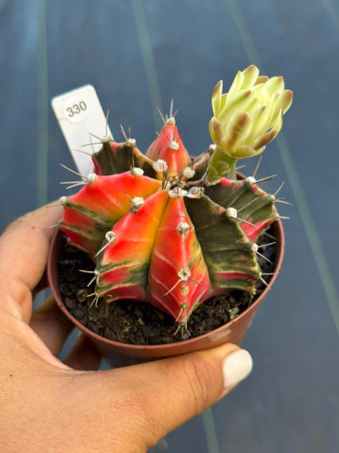 Gymnocalycium pote 9 #330