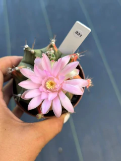 Gymnocalycium pote 9 #331 na internet