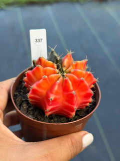 Gymnocalycium pote 9 #337 - comprar online