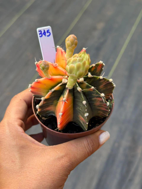 Gymnocalycium pote 9 #345