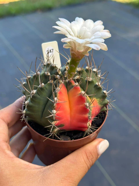 Gymnocalycium pote 9 #347