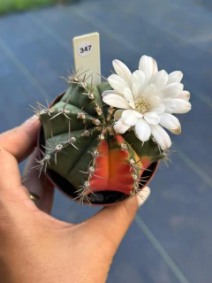 Gymnocalycium pote 9 #347 - comprar online