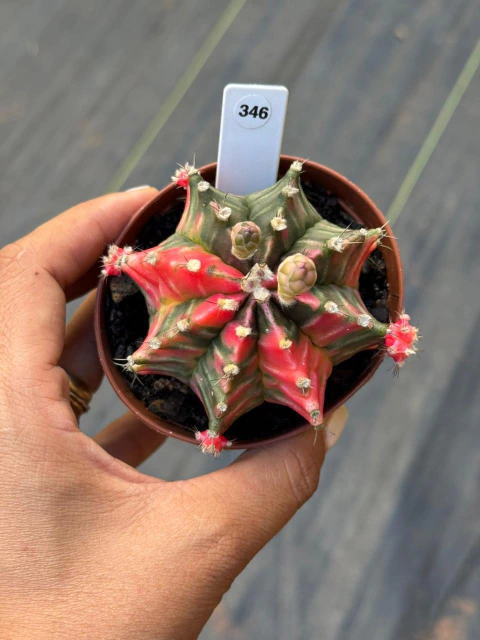 Gymnocalycium pote 9 #346