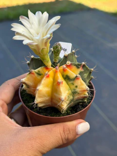 Gymnocalycium pote 9 #348 - comprar online