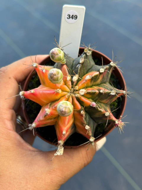 Gymnocalycium pote 9 #349