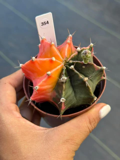 Gymnocalycium pote 9 #354 - comprar online