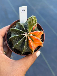 Gymnocalycium pote 9 #376 - comprar online