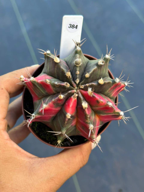 Gymnocalycium pote 9 #384