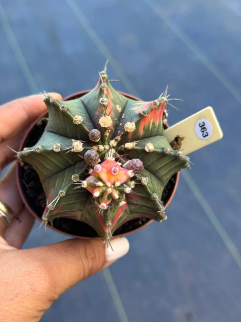 Gymnocalycium pote 9 #363