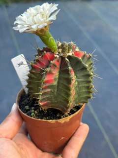 Gymnocalycium pote 9 #364 - comprar online
