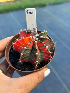 Gymnocalycium pote 9 #365 - comprar online
