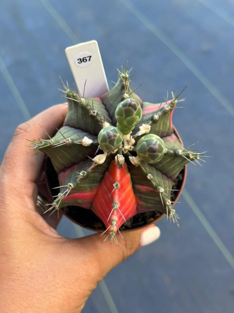 Gymnocalycium pote 9 #367