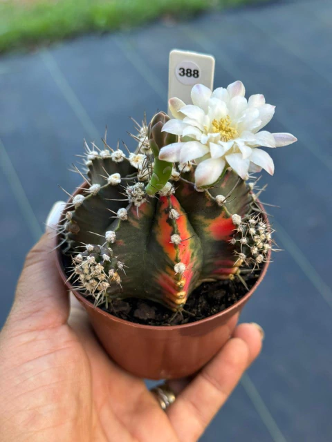 Gymnocalycium pote 9 #388