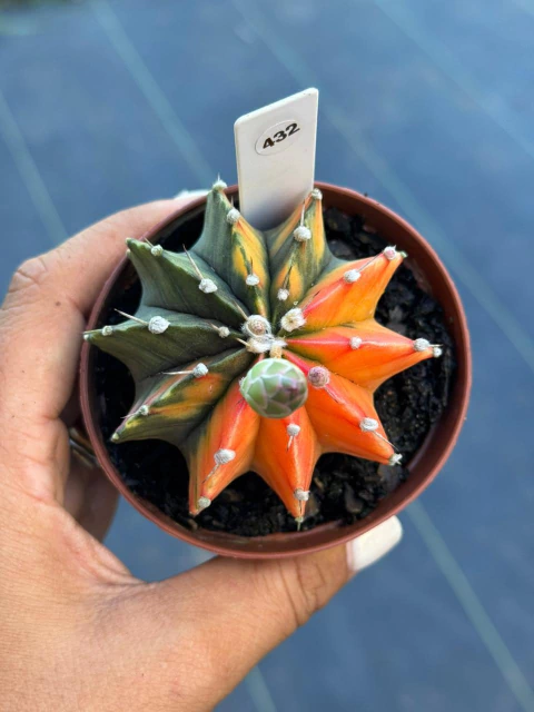 Gymnocalycium pote 9 #432