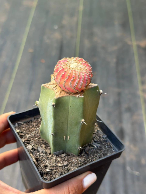 Discocactus Horstii áurea pink - ENXERTADO