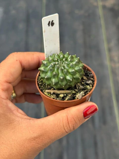 Gymnocalycium Thornless pote 6 #16 - comprar online